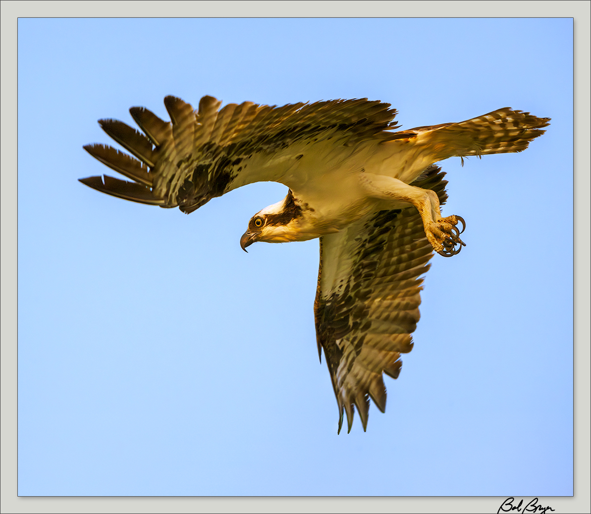 osprey-fly-0.jpg