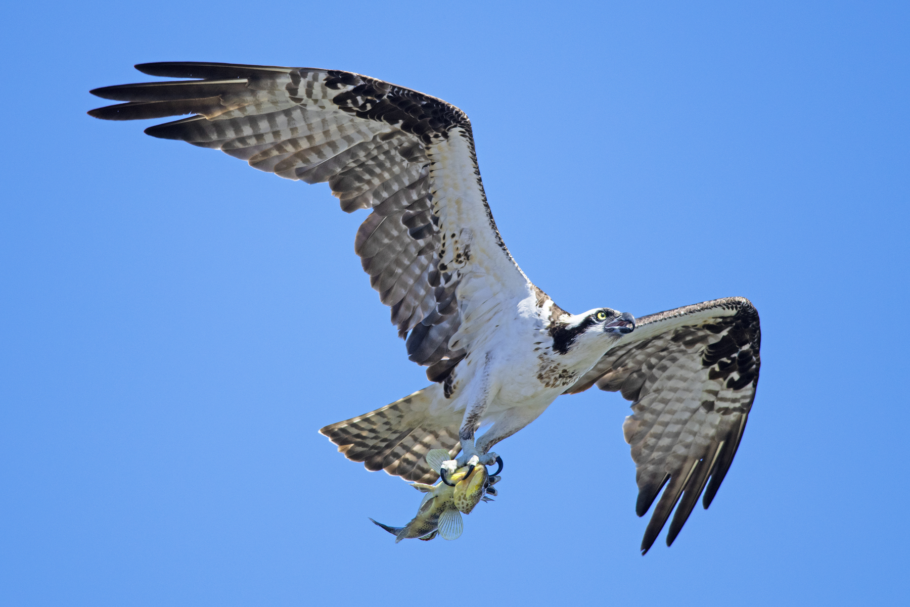 OSPREY IN FLIGHT WITH FISH _DSC1830.jpg