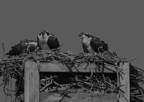 osprey nest.jpg