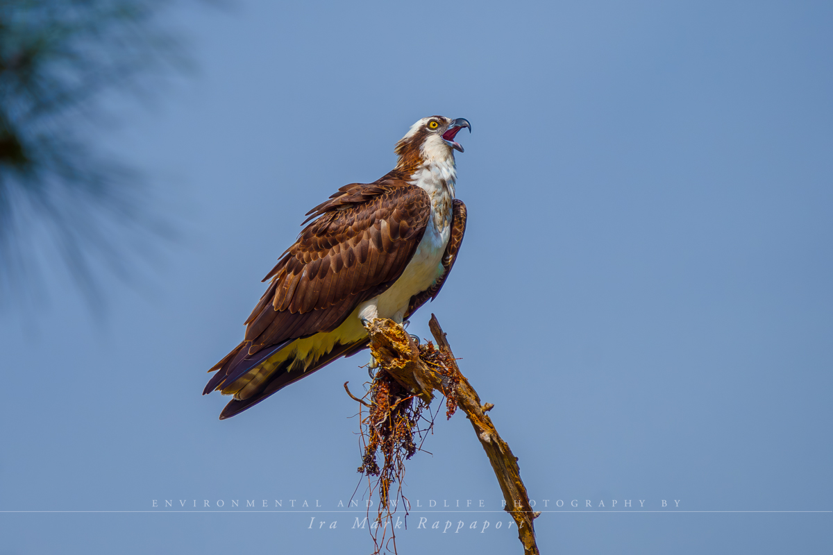 Osprey on a snag calling to its mate.jpg