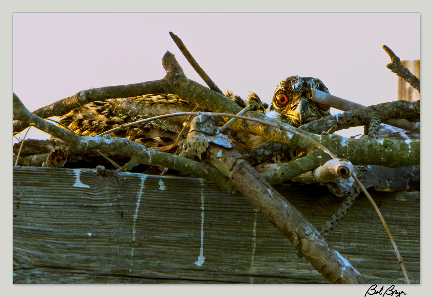 osprey-peeking-nest.jpg