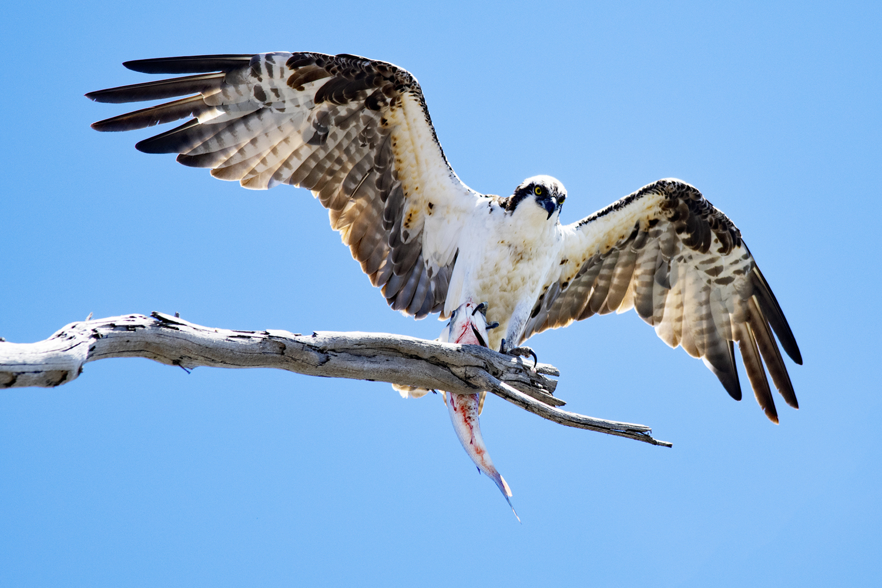 OSPREY PERCHED WITH FISH B _DSC1584.jpg