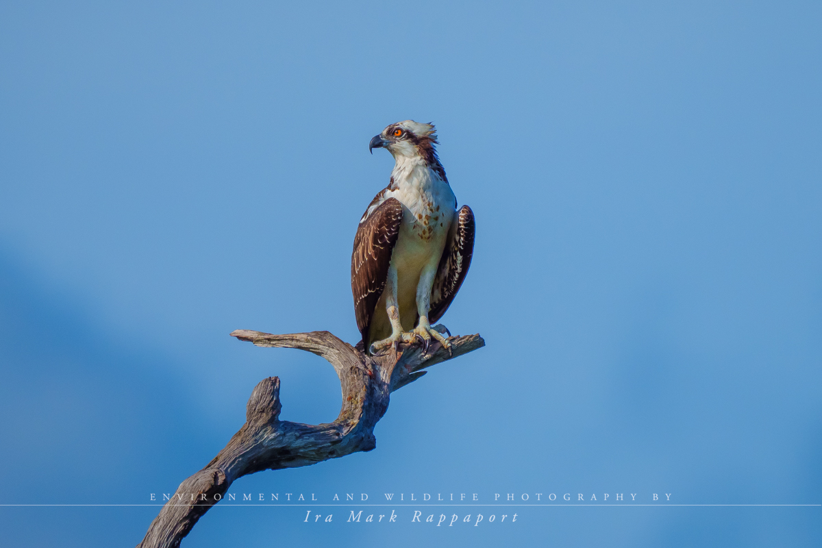 Osprey take-off 1.jpg