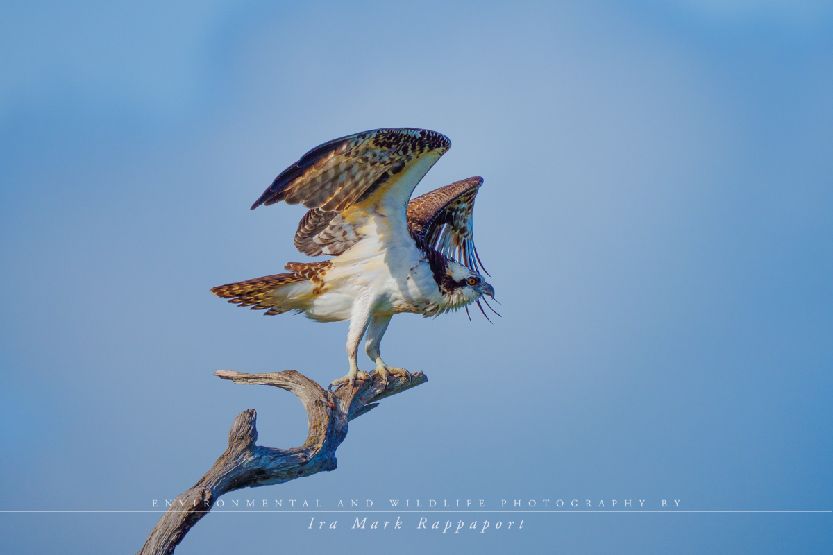 Osprey take-off 2.jpg