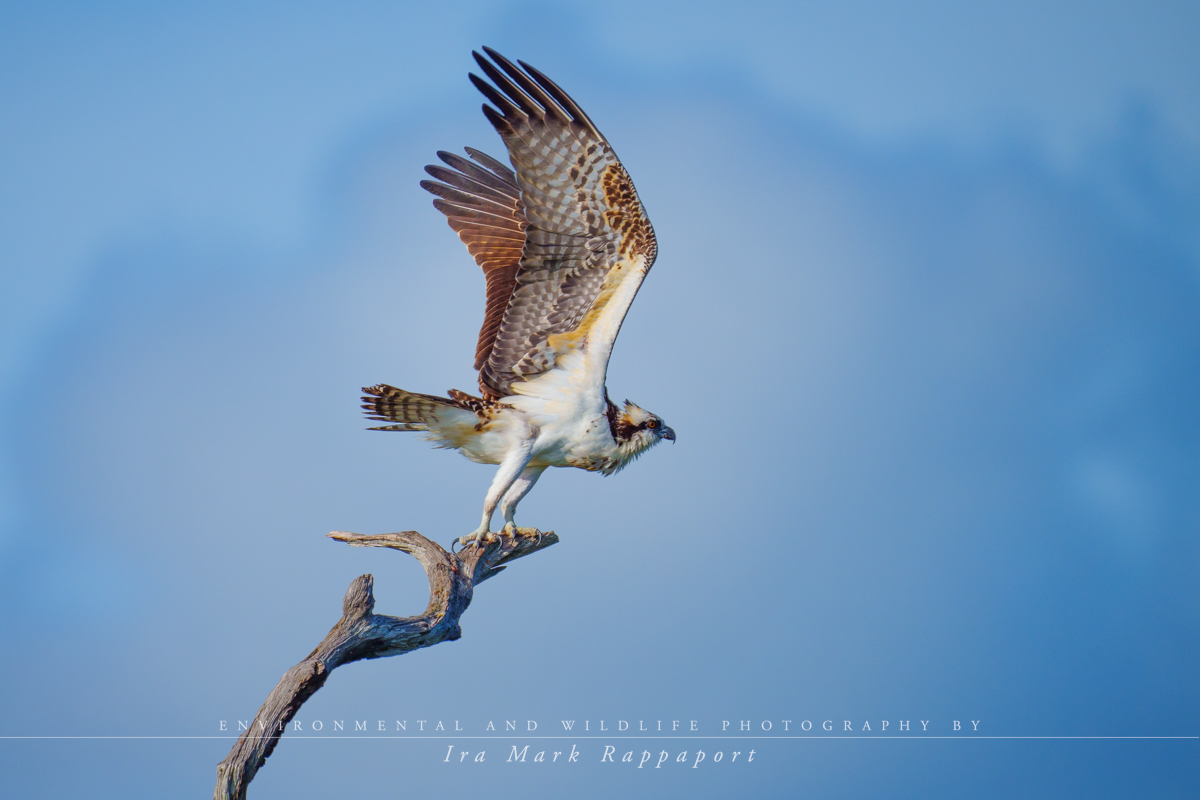 Osprey take-off 3.jpg