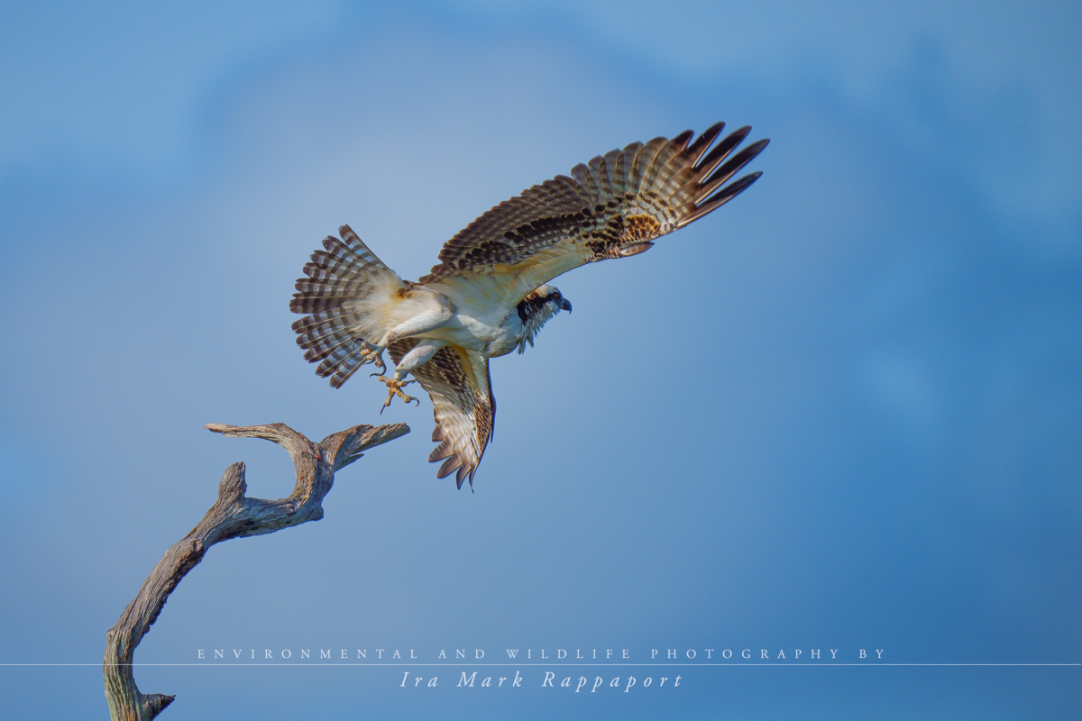 Osprey take-off 4.jpg