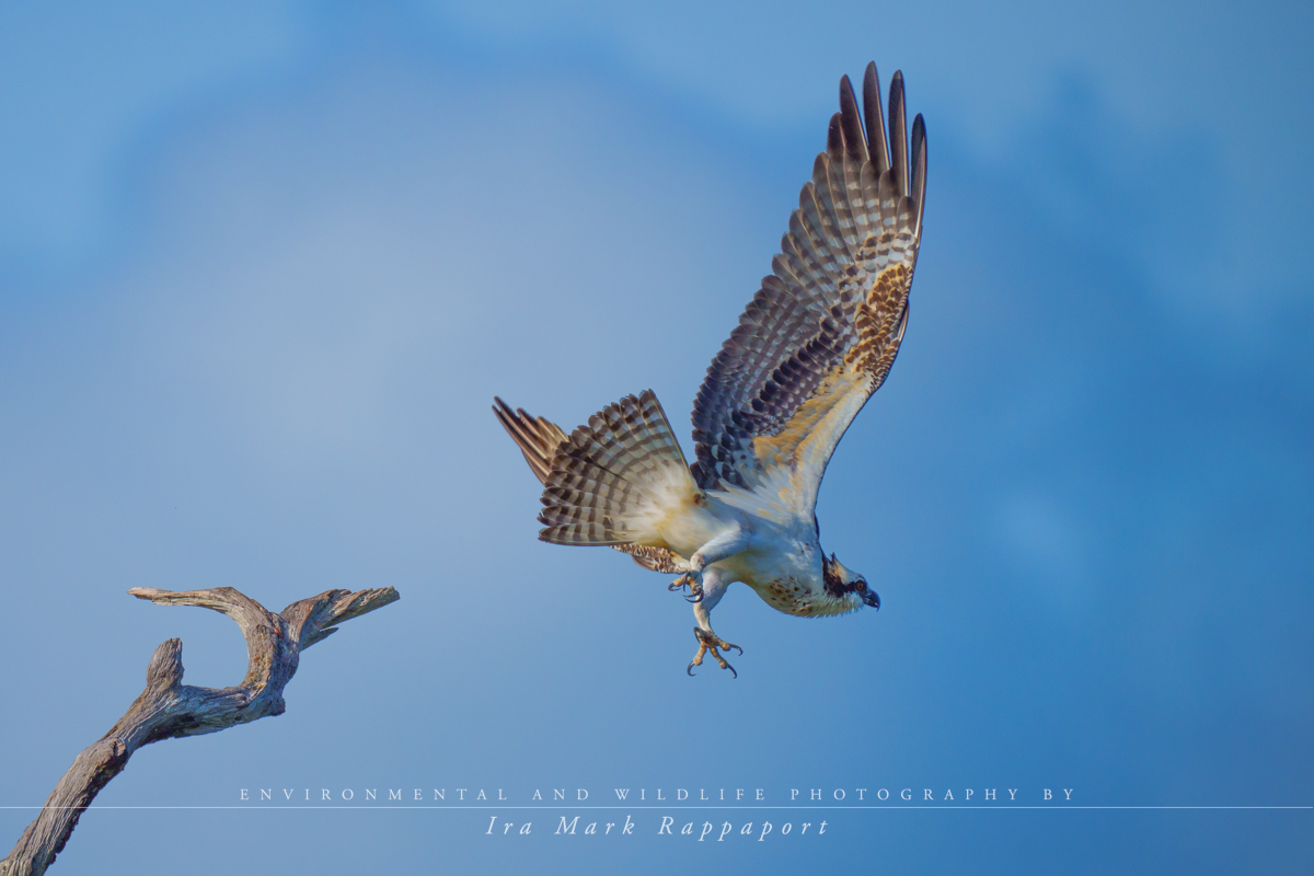 Osprey take-off 5.jpg