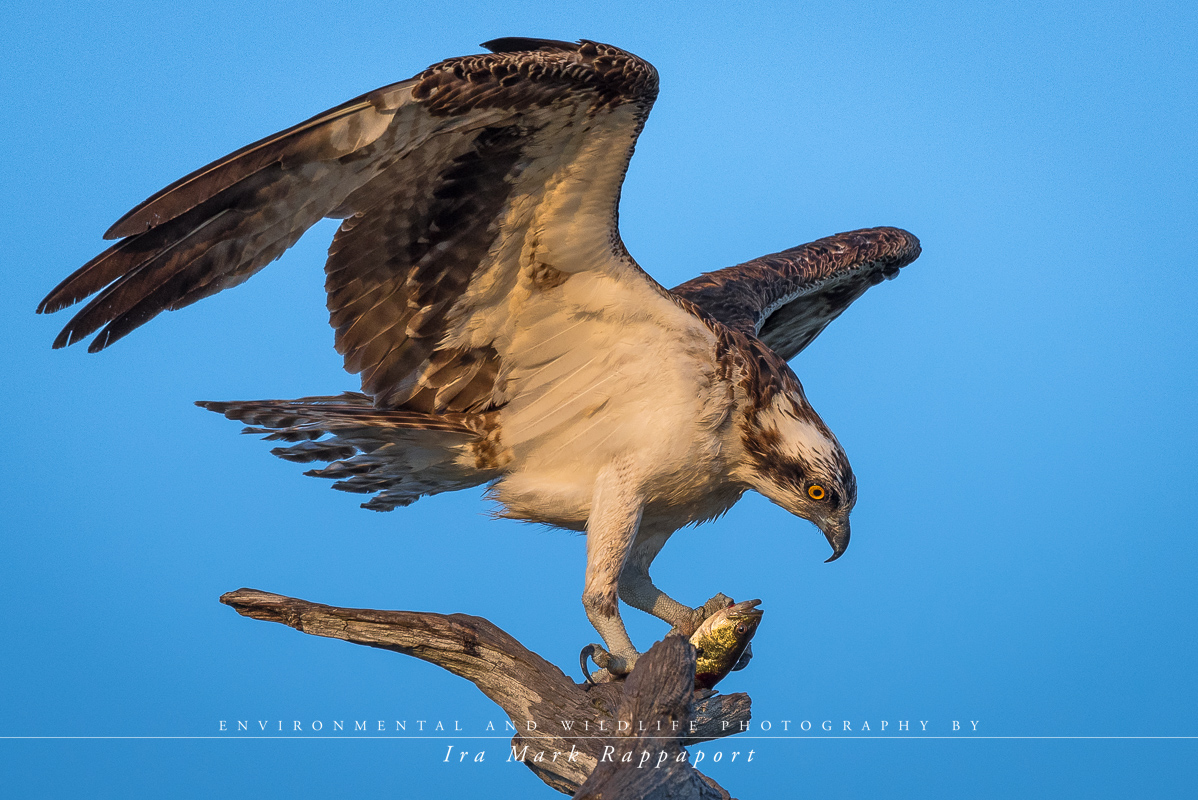 Osprey with its prey.jpg