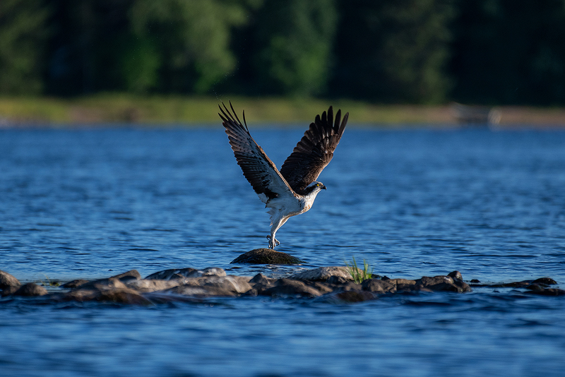 osprey1.jpg