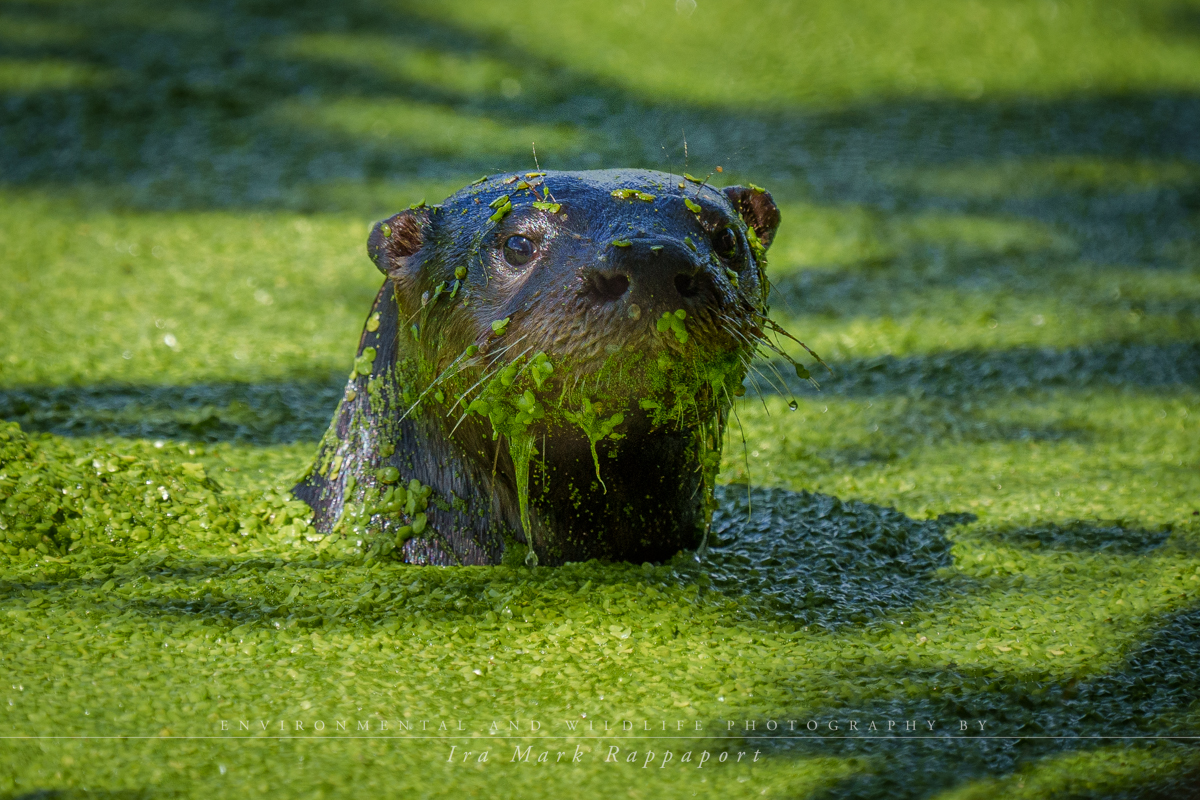 Otter close-up-2.jpg