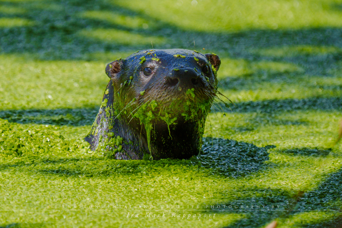 Otter close-up 2.jpg