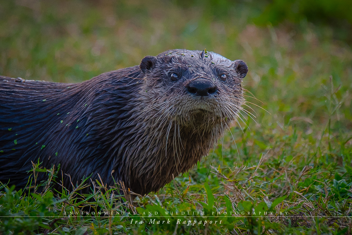 Otter Close-up.jpg