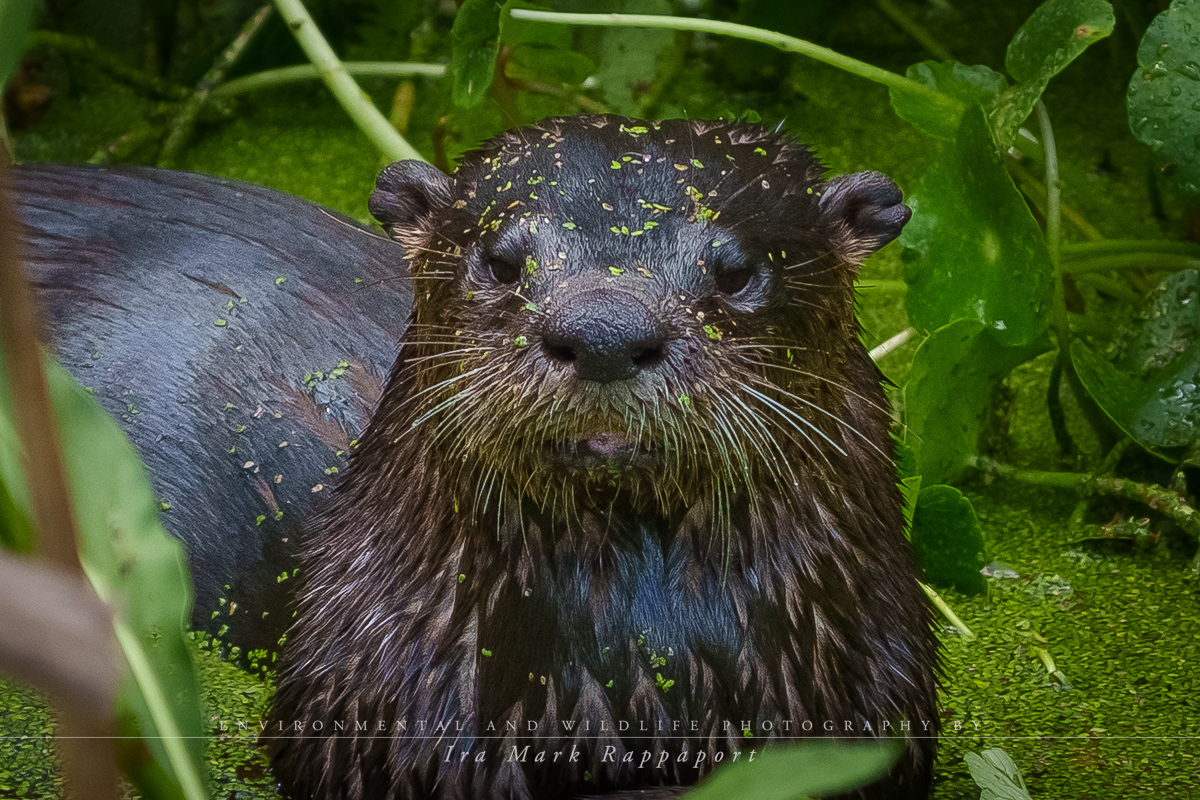 Otter in the marsh.jpg