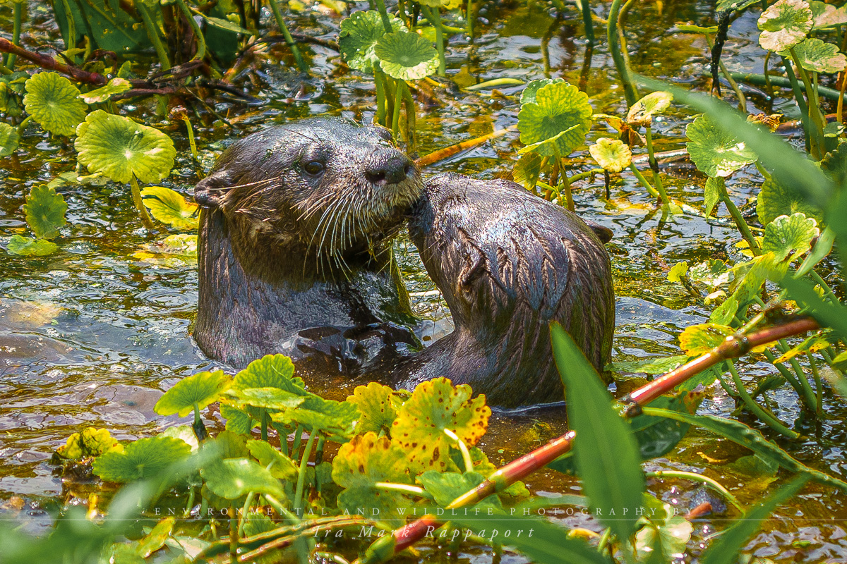 Otters in the Marsh-2.jpg