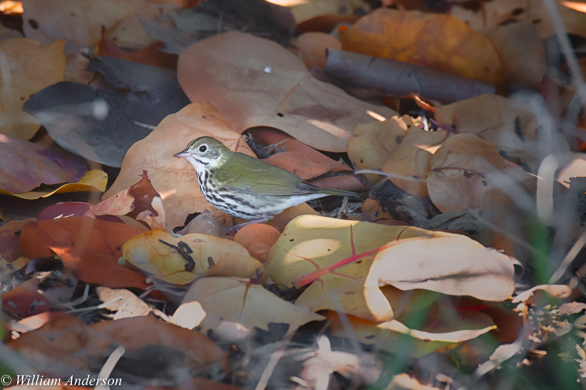 Ovenbird.jpg