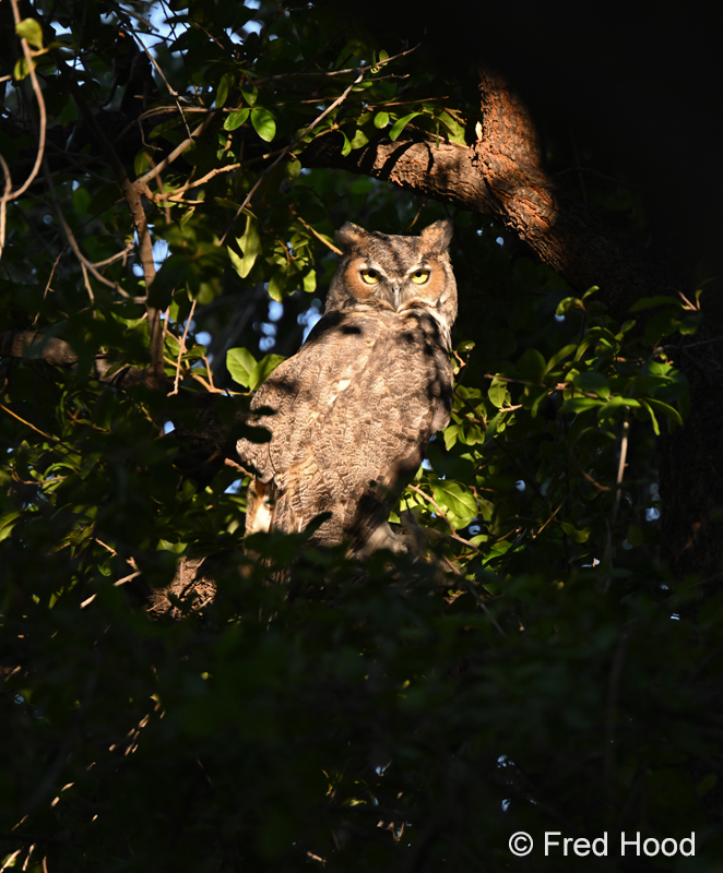 owl 1066.jpg