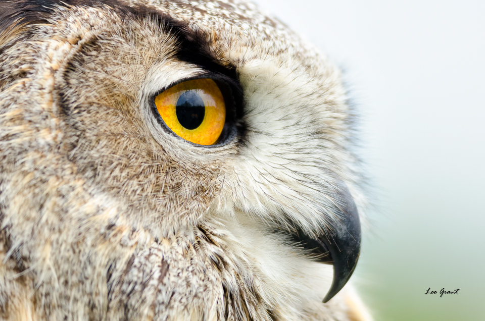 Owl 1209.jpg