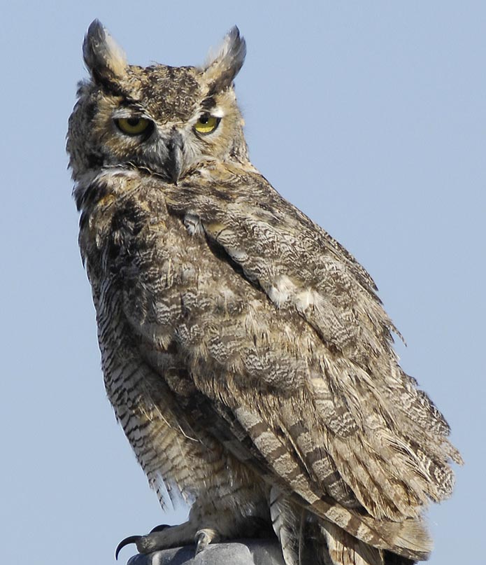 OWL D2x 2006.jpg