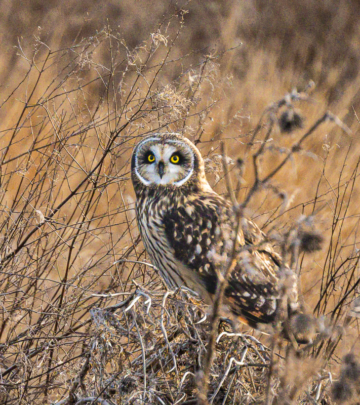 owl in field 3.jpg