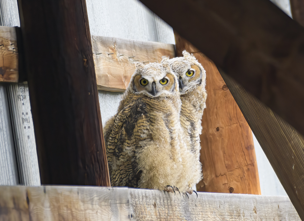 Owl siblings 05272019.jpg