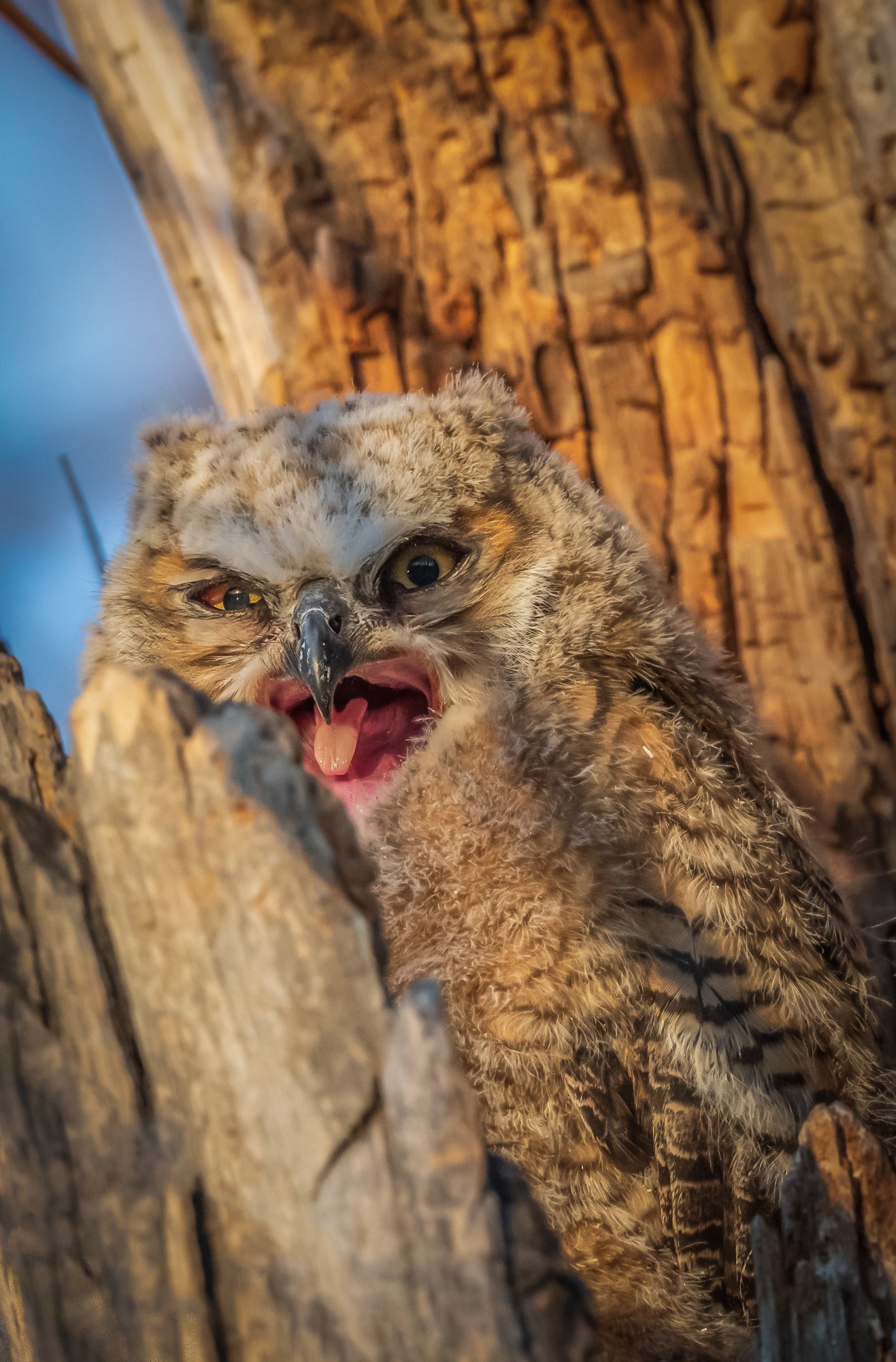 Owl Sticking out Tongue-1.jpg