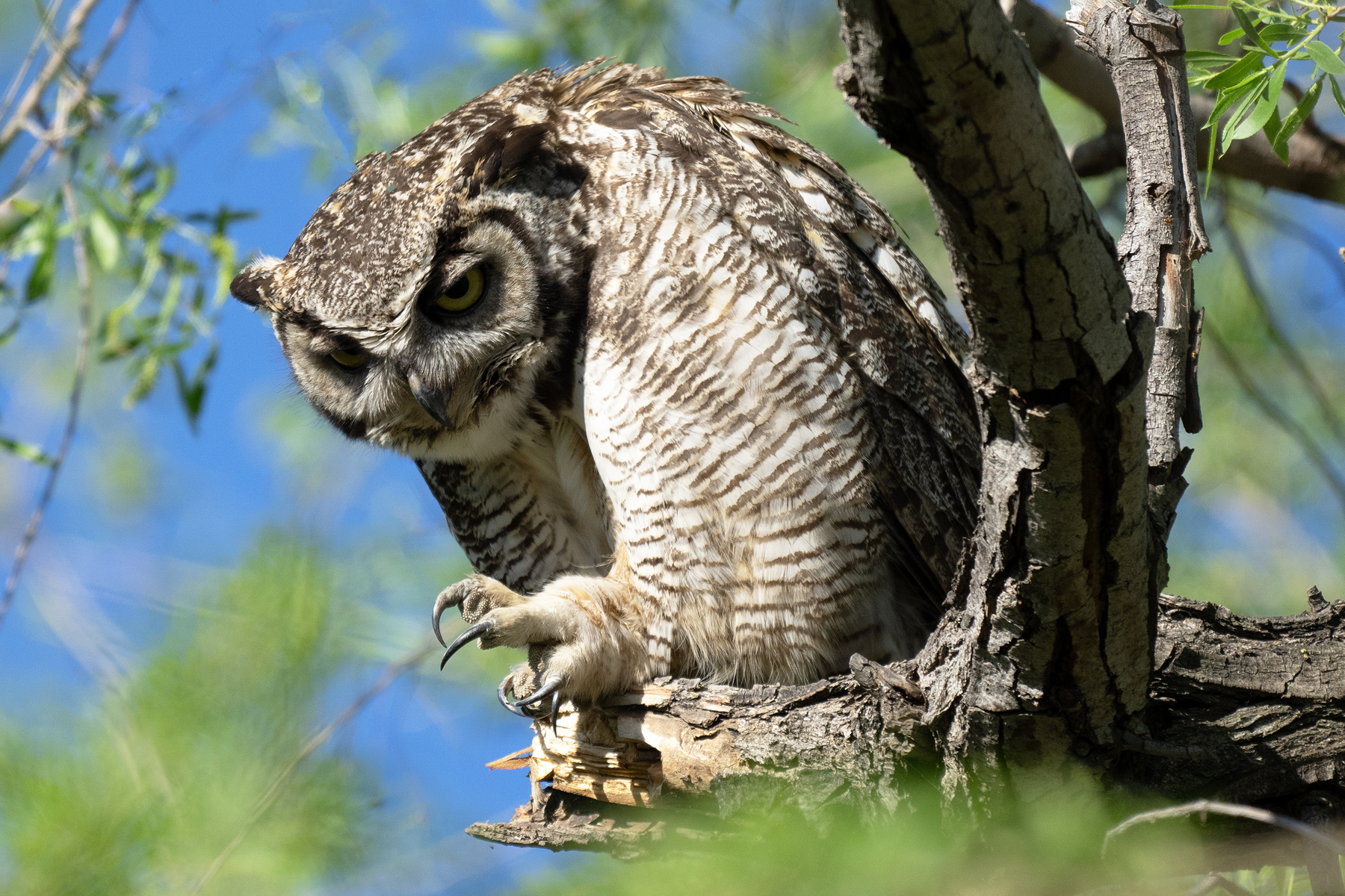 OWL TALONS 2024 _DSC4192.jpg