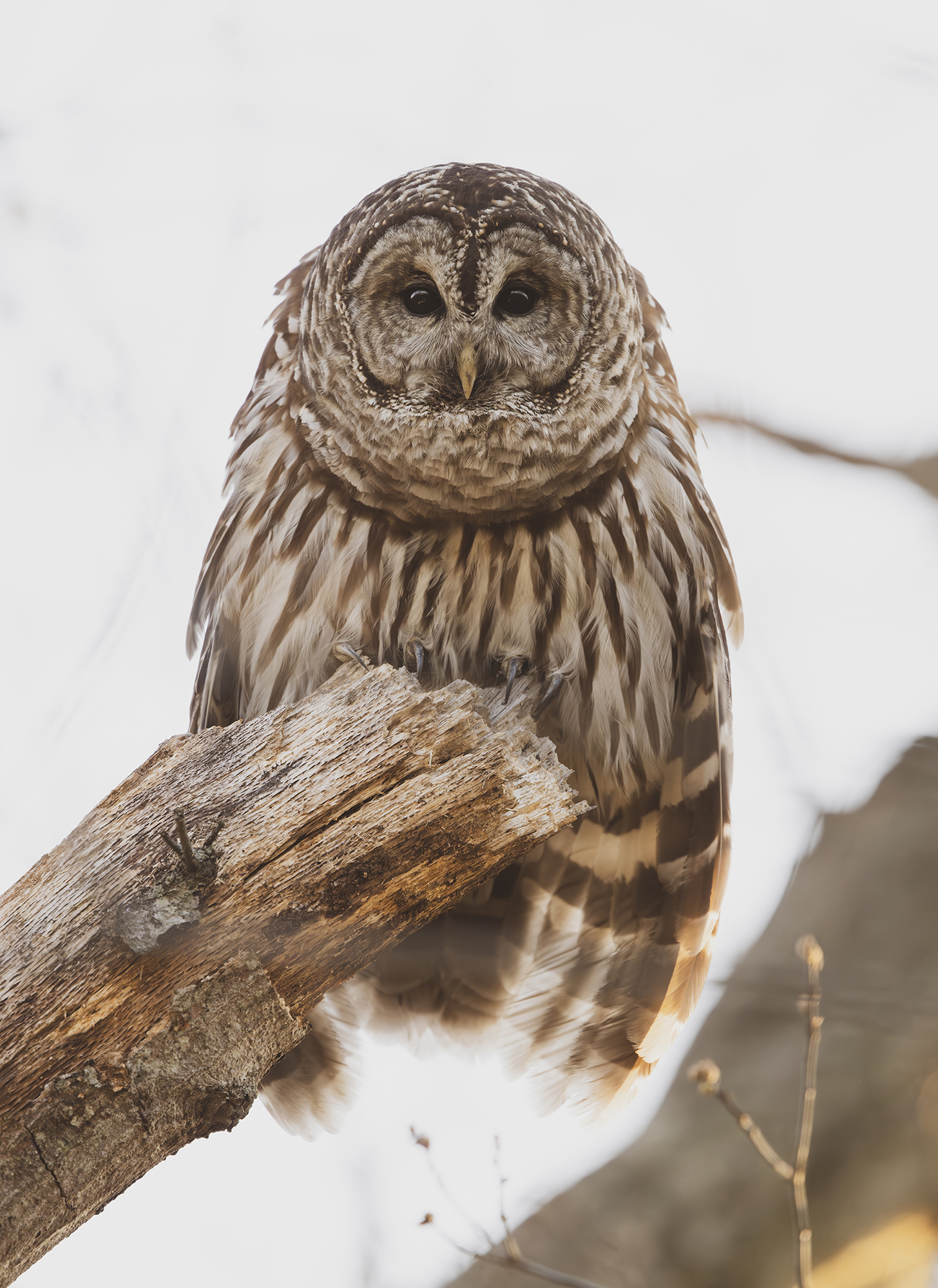 owl2.jpg