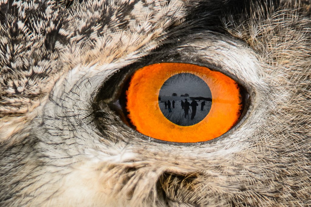 Owl's eye view_captive (Bubo bubo).jpg