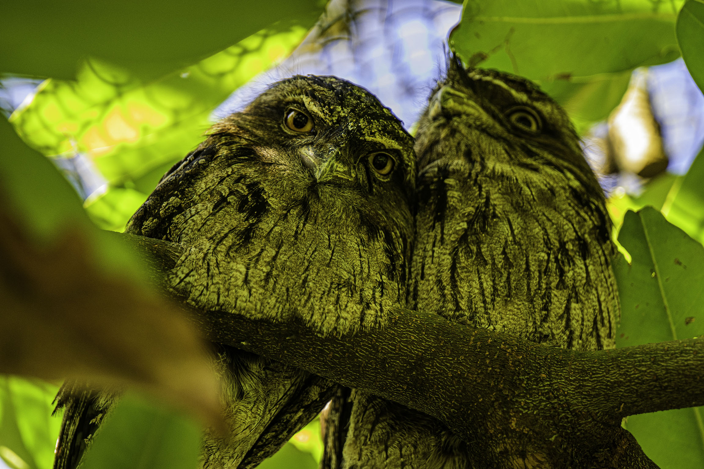 owls under tree copy.jpg