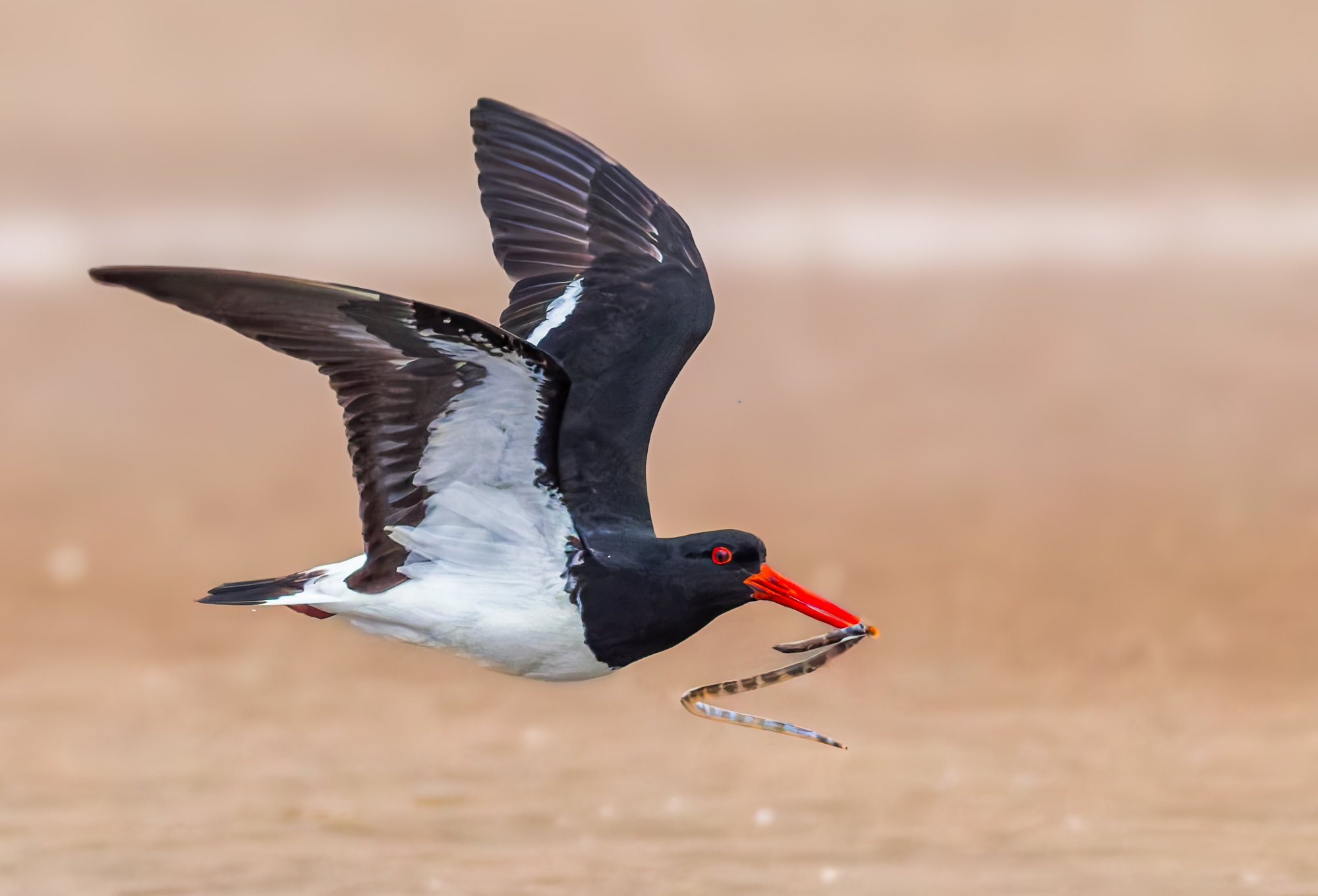 Pied Oystercatcher & Elegant Sea Snake : Moreton Bay