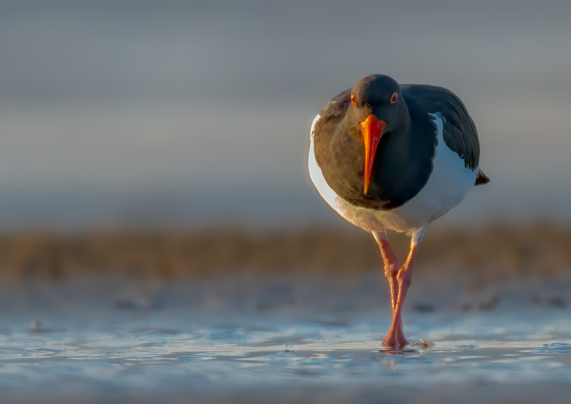 Pied Oystercatcher : Haematopus longirostris