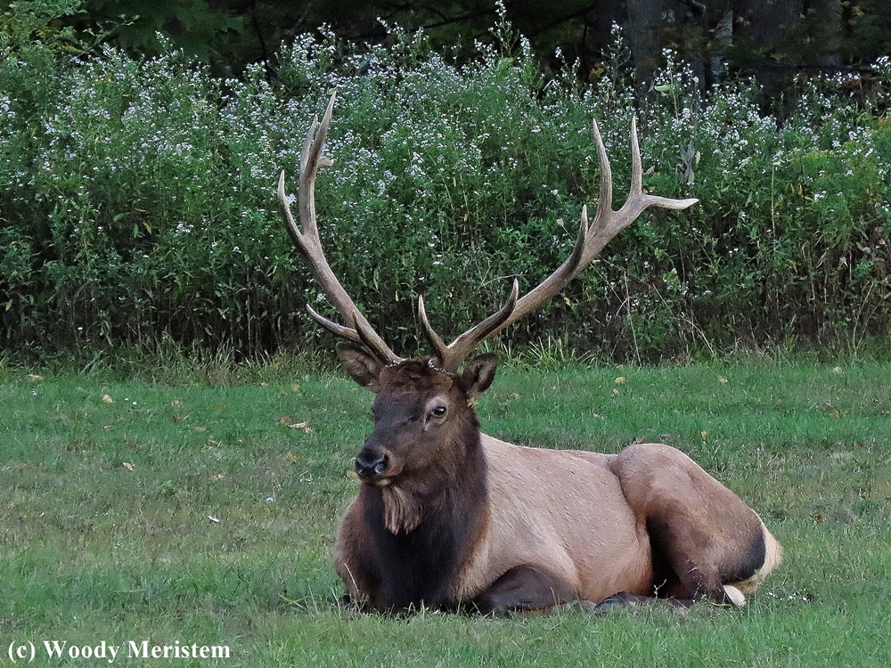 PA Elk.JPG