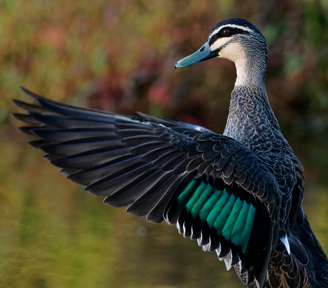 Pacific Black Duck display (33).jpg