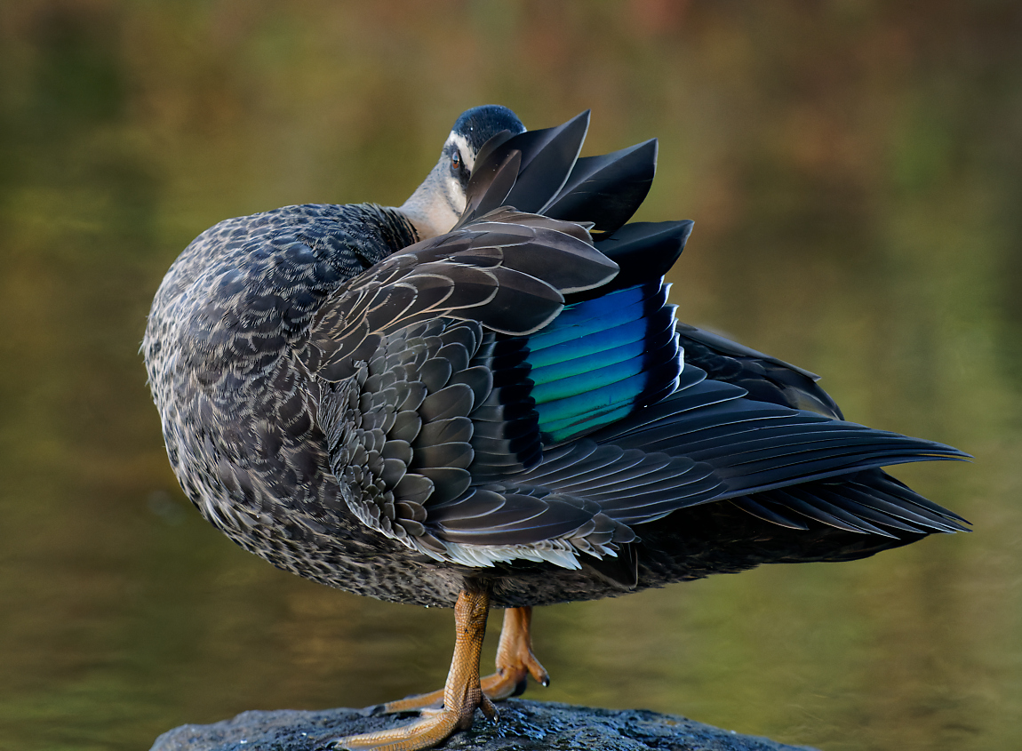 Pacific Black Duck display (44).jpg