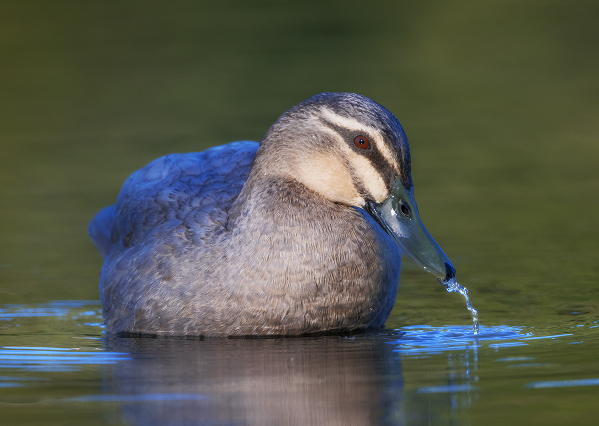 Pacific Black Duck_Groundpod.jpg