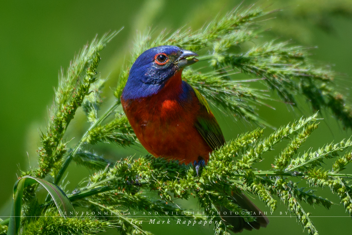 Painted Bunting-2.jpg