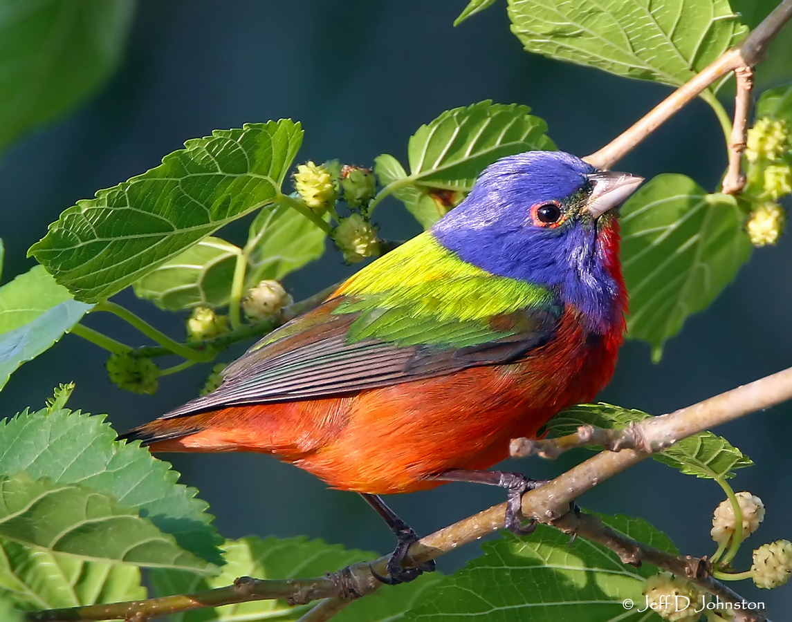 Painted Bunting DI2011 11x14 AFF Copyright Thumbnail.jpg