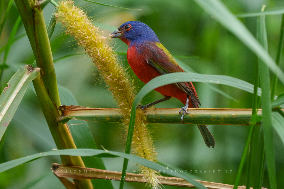 Painted Bunting - female-2.jpg