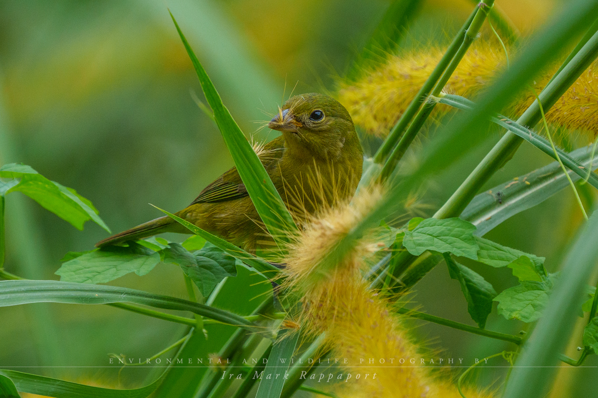 Painted Bunting - female-2.jpg