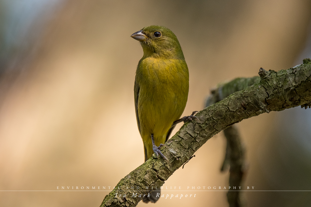 Painted Bunting - female.jpg