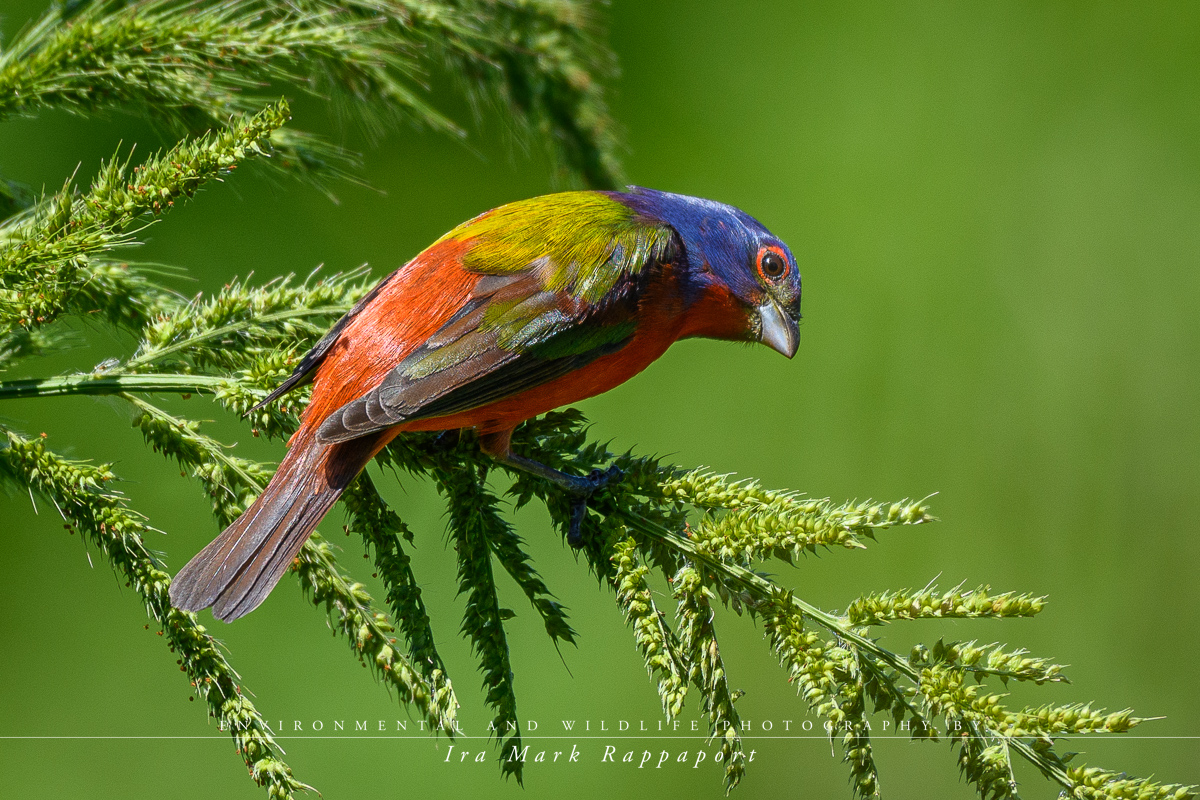 Painted Bunting.jpg