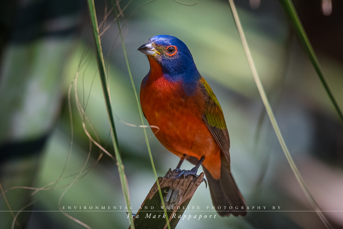 Painted Bunting - male.jpg