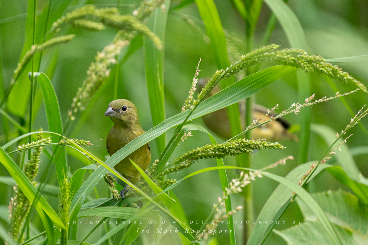 Painted Buntings Backcountry Gallery Photography Forums   Painted Buntings Female Jpg.72917