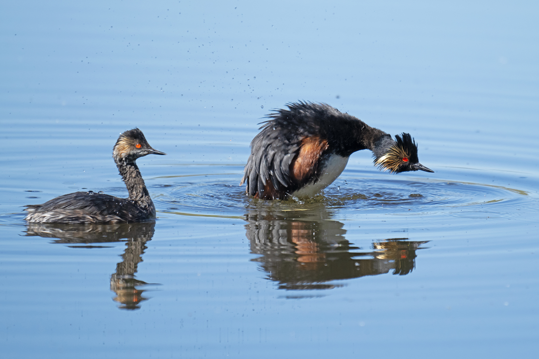 PAIR OF EARED GREBES ON THE WATER 2024  _DSC6376.jpg