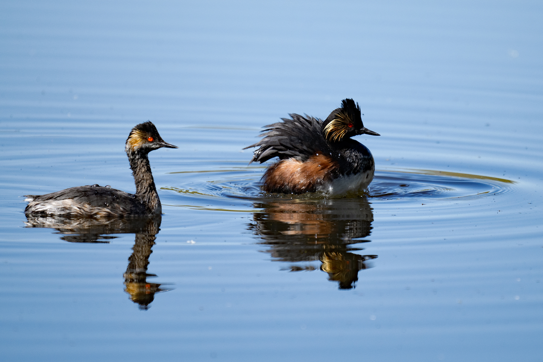 PAIR OF EARED GREBES REFLECT 2024 _DSC6370.jpg