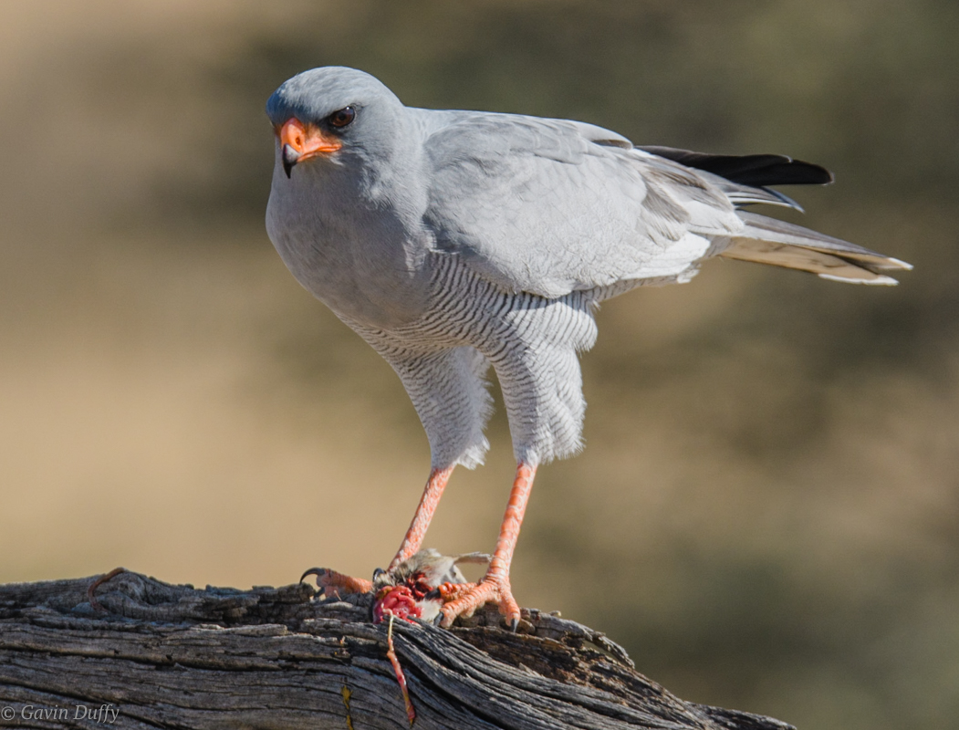 Pale chanting goshawk (1 of 1)-2.jpg