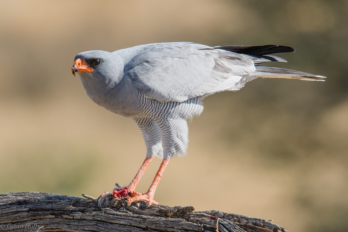 Pale chanting goshawk (1 of 1)-3.jpg