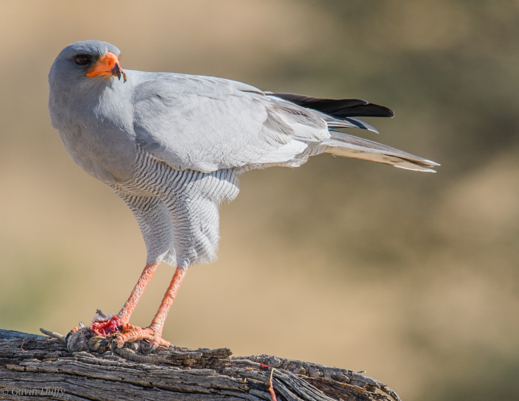 Pale chanting goshawk (1 of 1)-4.jpg