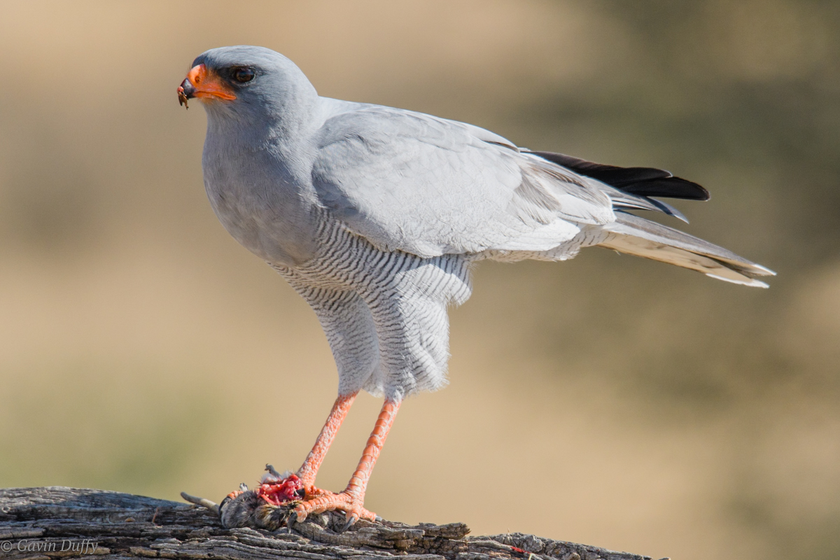 Pale chanting goshawk (1 of 1)-5.jpg