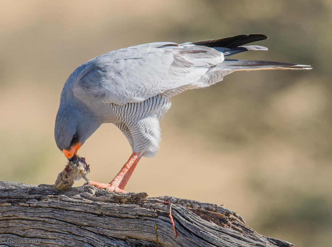 Pale chanting goshawk (1 of 1).jpg